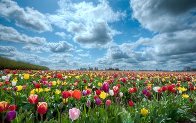 Скачать 2560x1600 тюльпаны, цветы, поле, небо, облака, горизонт, природа  обои, картинки