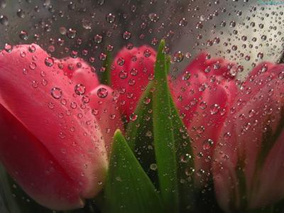 Обои тюльпаны, бутоны, весна, крупный план, черный фон картинки на рабочий  стол, фото скачать бесплатно