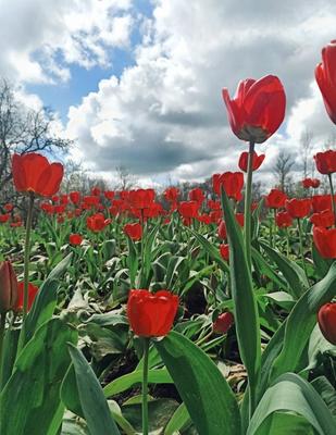 Картинки весна на рабочий стол красивые тюльпаны (69 фото) » Картинки и  статусы про окружающий мир вокруг