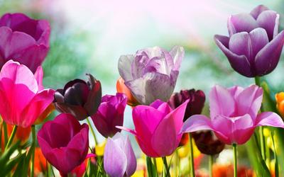 Обои на рабочий стол весна тюльпаны: фото, изображения и картинки