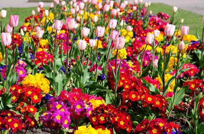 Тюльпаны, тюльпан, цветы, бутоны, бутон, лепестки, роса, вода, капли,  красные, весна, природа обои для рабочего стола, картинки, фото, 1920x1080.