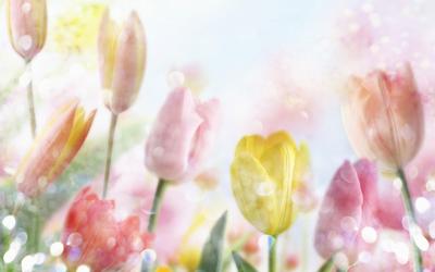 Цветы – тюльпаны, широкоформатные обои, картинки, фото 1440x900