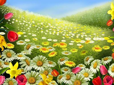 Картинка на рабочий стол поле, голубой, цветы, природа, весна, лето,  поляна, небо 800 x 600