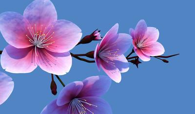 Скачать обои Весенние цветы (Поле, Цветы, Весна) для рабочего стола  1920х1080 (16:9) бесплатно, Фото Весенние цветы Поле, Цветы, Весна на рабочий  стол. | WPAPERS.RU (Wallpapers).
