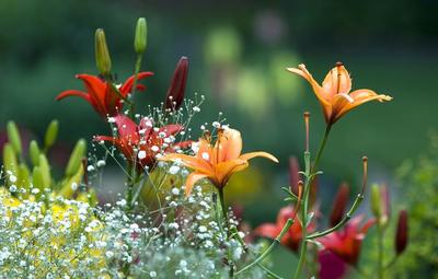 Обои весна, лето, лилии, цветы, сад, красиво картинки на рабочий стол,  раздел цветы - скачать | Annual flowers, Beautiful flowers, Spring garden