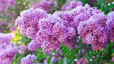 Скачать обои фиолетовый, цветы, обои, весна, wallpaper, широкоформатные,  сирень, раздел цветы в разрешении 1366x768