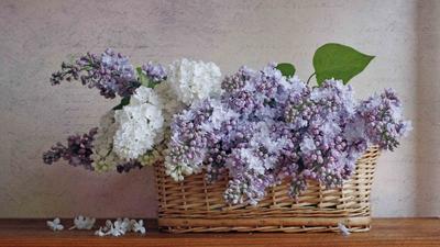 Фон рабочего стола где видно ветка, сирень, весна, цветы, обои скачать,  branch, lilac, spring, flowers, wallpaper download