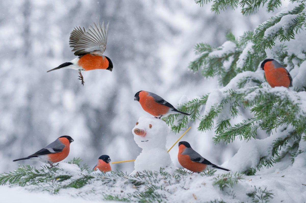 Птицы зимой на рабочий стол - 71 фото