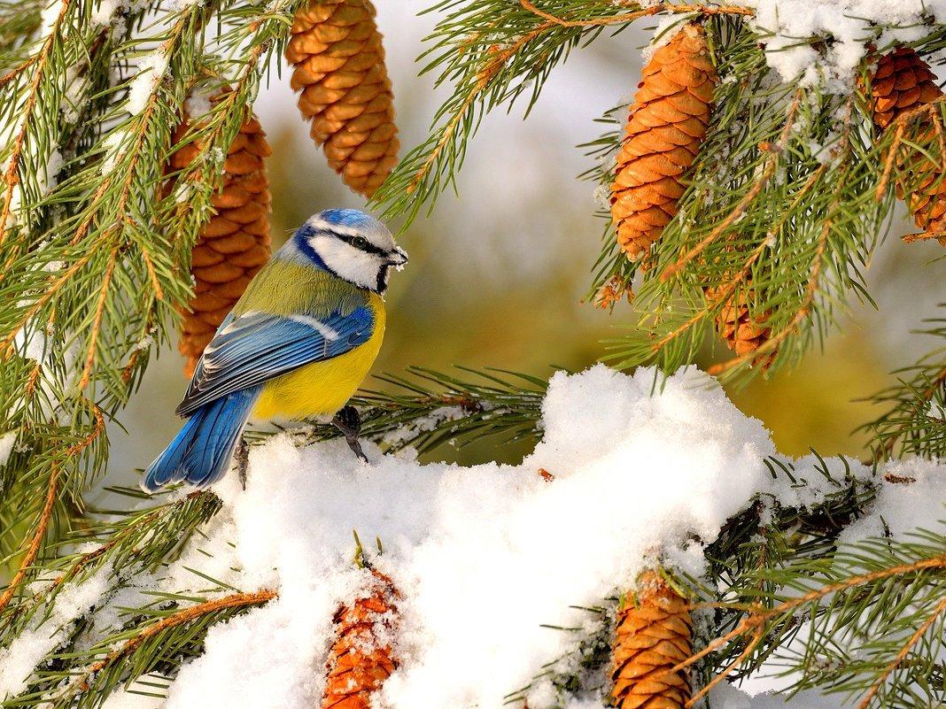 Птицы зимой на рабочий стол - 71 фото
