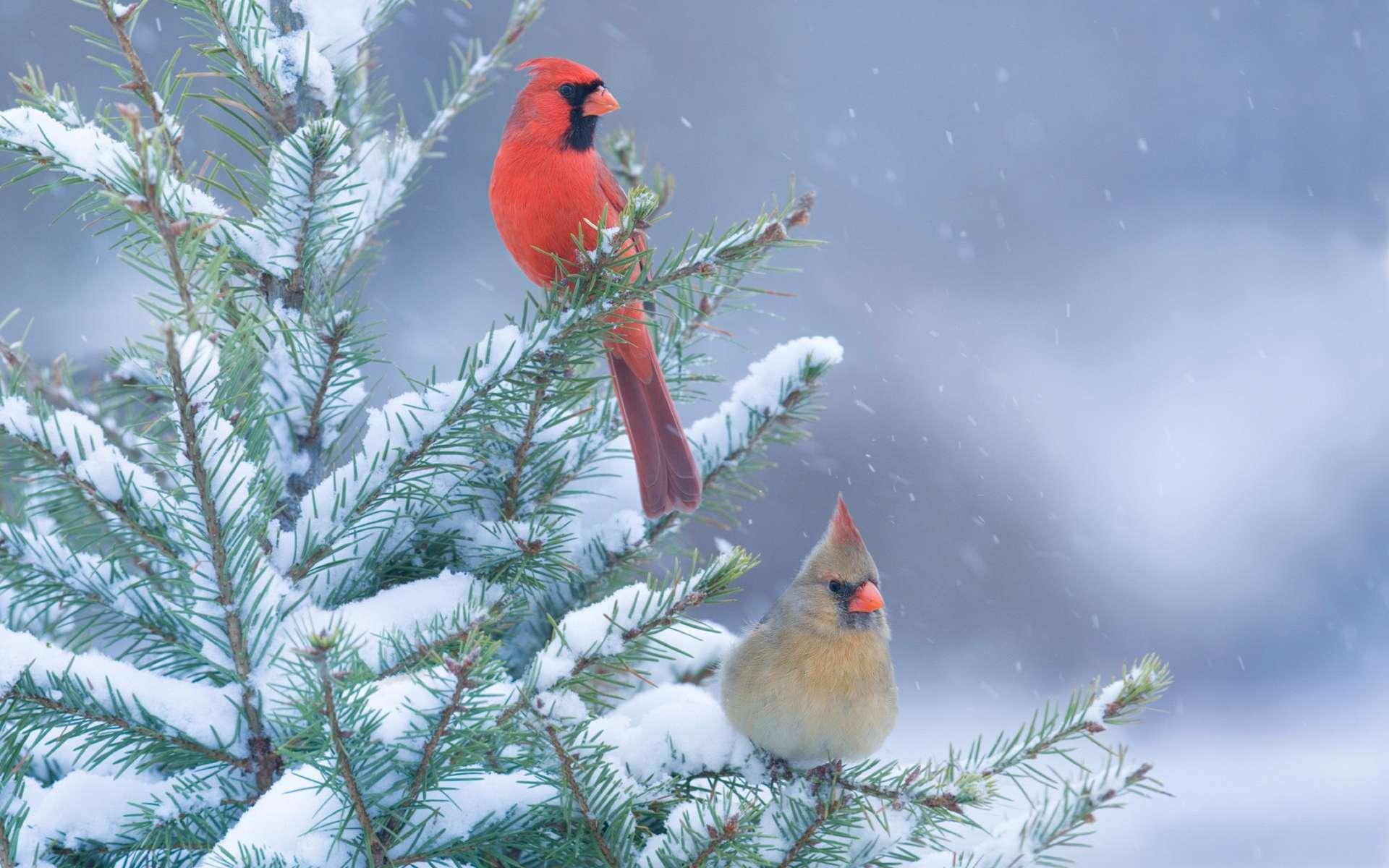 Обои ветка, красный кардинал, снег, хвоя, зима для рабочего стола #38272