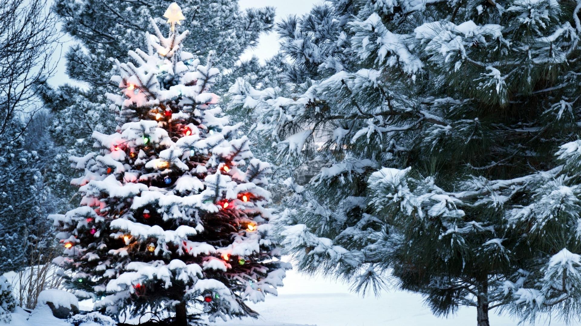 Картинка на рабочий стол природа, зима, ель, новый год, 2015, снег, огоньки  1920 x 1080