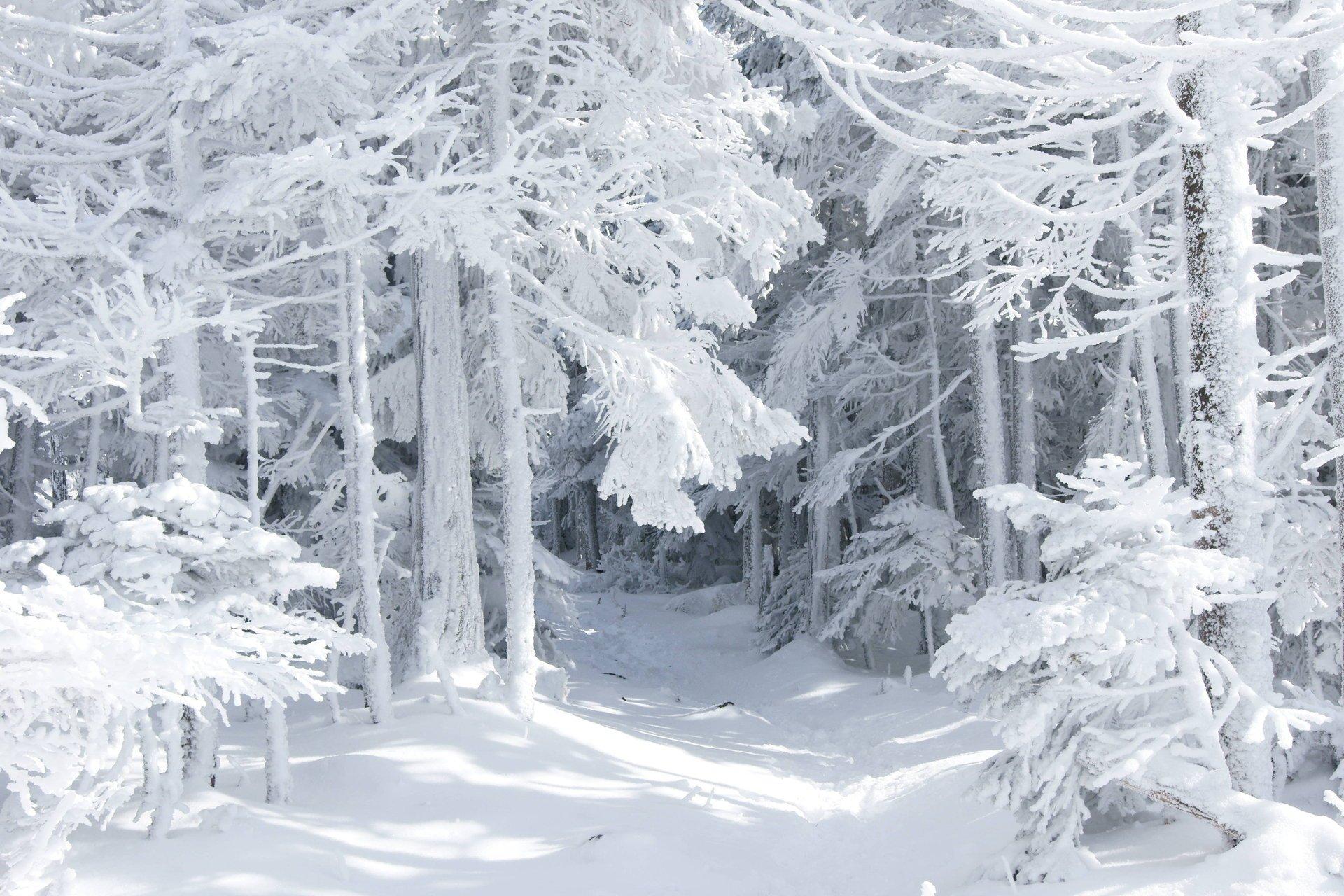 Обои зима, лес, дом, лыжня на рабочий стол