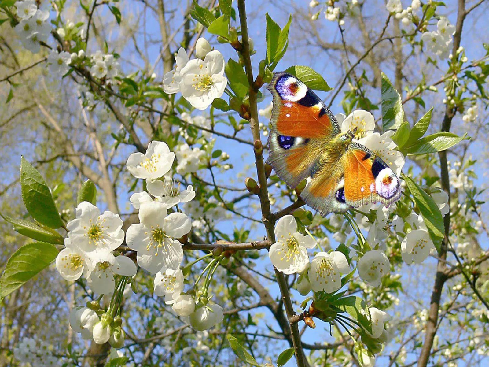 Картинки на тему весна фотографии