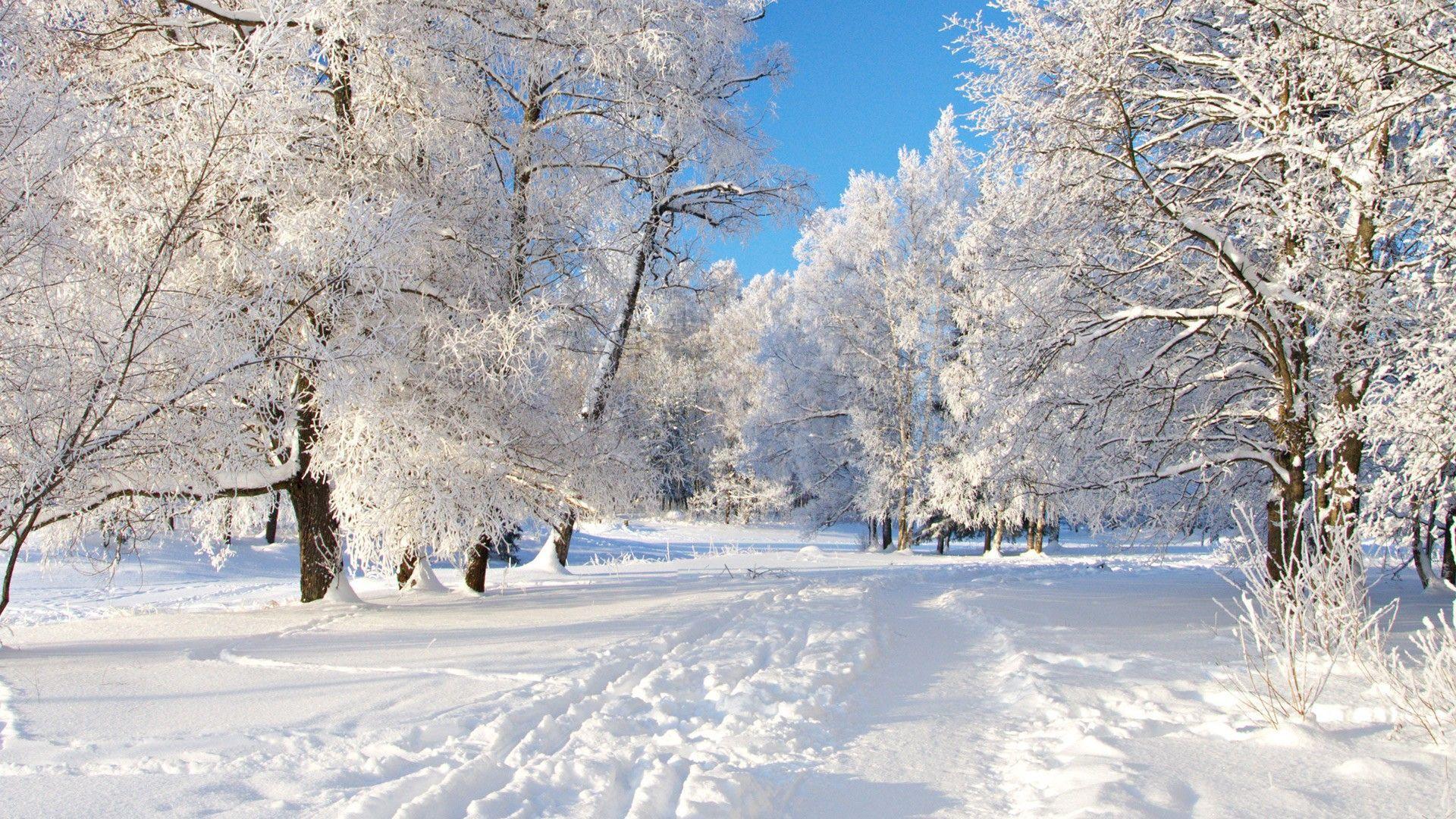 Рисунки на тему красота зимы легкие (45 фото) » рисунки для срисовки на  Газ-квас.ком