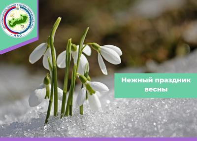 Первые признаки наступающей весны появились в Цветах - CvetyNN.ru
