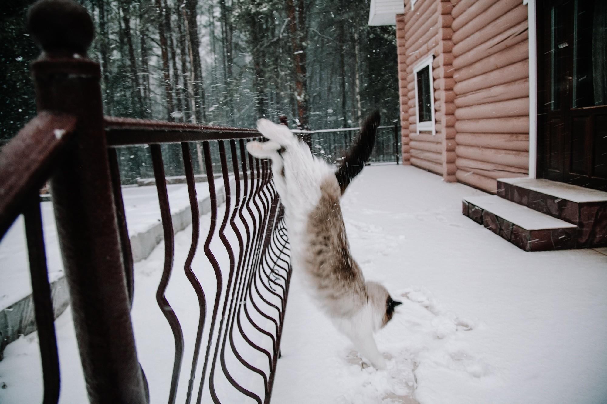 Опять зима (Фотографии) - treepics.ru