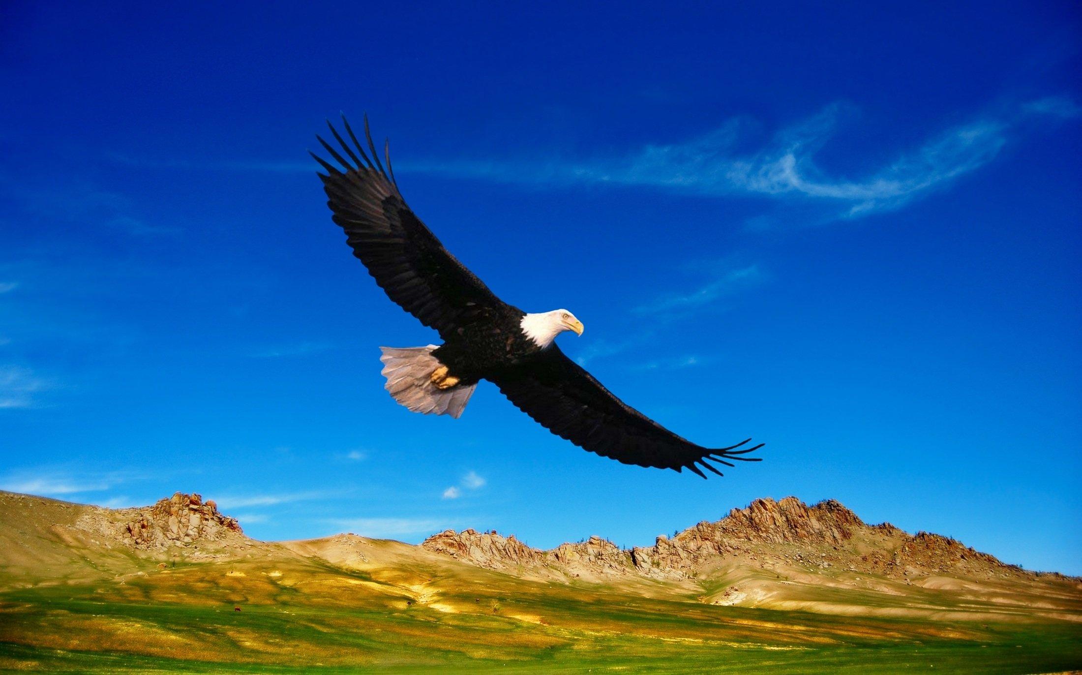 Орел парящий в небе (41 фото) - 41 фото