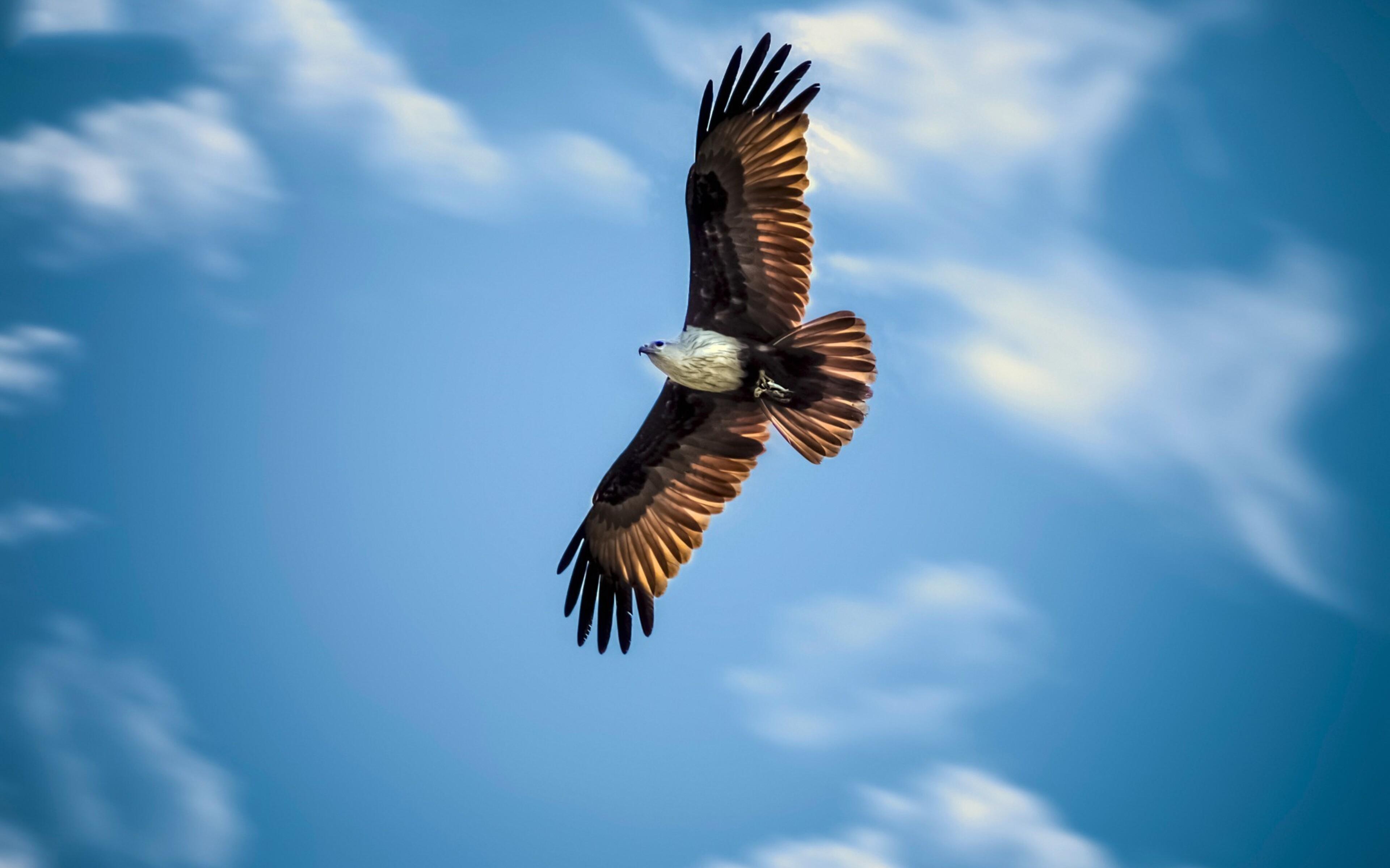 Картинки парящий орел в небе (70 фото) » Картинки и статусы про окружающий  мир вокруг