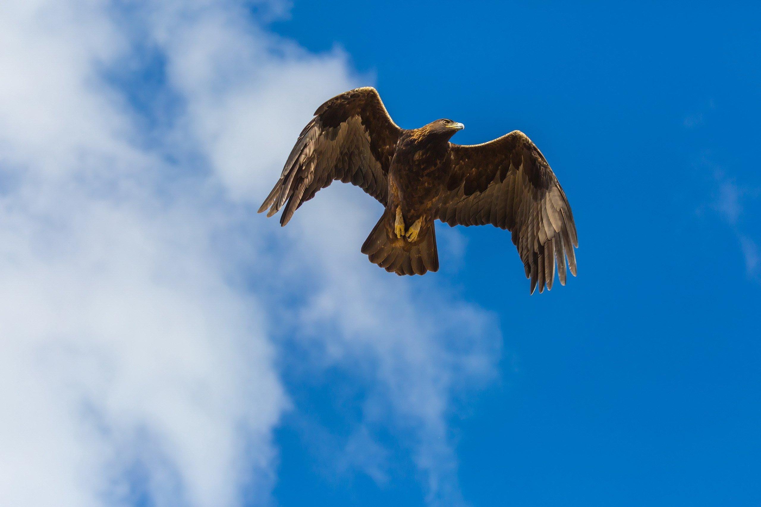 Величественный орел парящий вверх в небе Стоковое Фото - изображение  насчитывающей орнитология, старт: 135499410