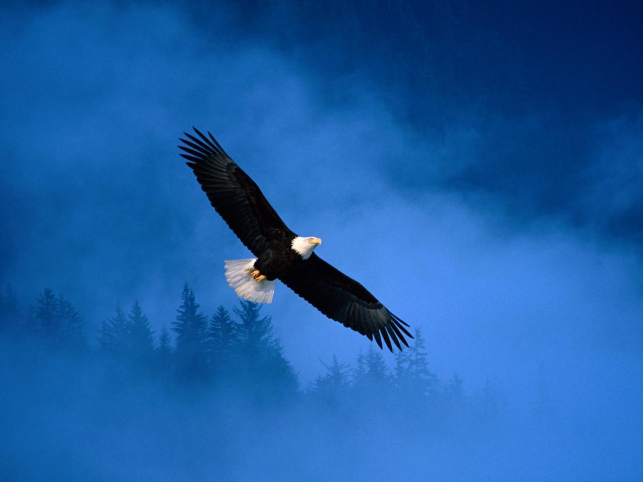 Орел в небе - картинки и фото poknok.art