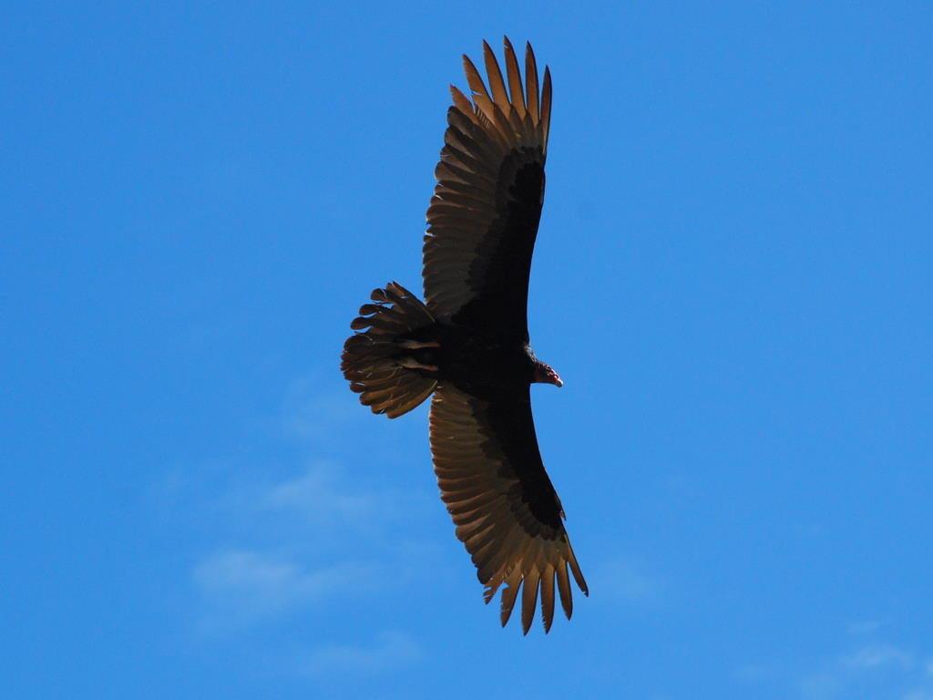 Парящий орел стоковое фото. изображение насчитывающей биографической -  27591304