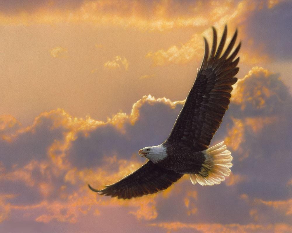 Орел, парящий в небе» — создано в Шедевруме