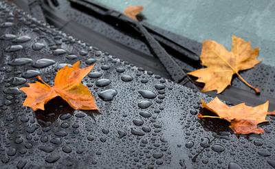 Осень, дождь, много листвы, листья …» — создано в Шедевруме