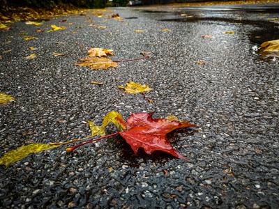 Осень, дождь, красивые листья» — создано в Шедевруме