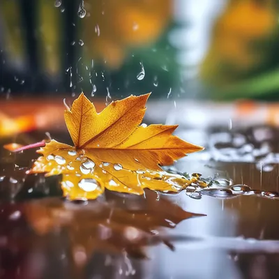 Осенний дождь. Фотограф Пшеничный Андрей