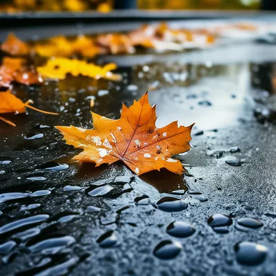 Капли Дождя На Асфальт Опавшие Желтые Листья Клена Дождь Дождливая Погода  Осень — стоковые фотографии и другие картинки Дождь - iStock