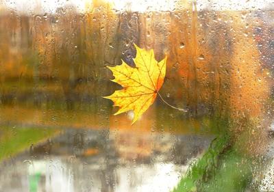 Картинки дождь, листья, осень, природа, небо,облака - обои 1280x800,  картинка №116162