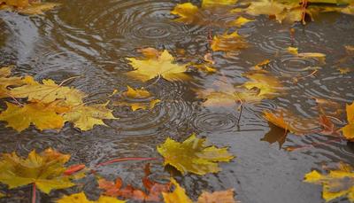 Осень длинные дожди - 59 фото