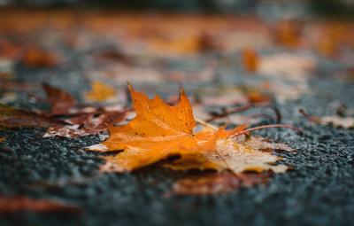 Лист Осень Листопад - Бесплатное фото на Pixabay - Pixabay