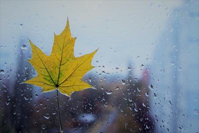Дождь Листья Разноцветный - Бесплатное фото на Pixabay - Pixabay