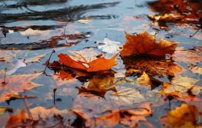 Осенние листья в луже (51 фото) - 51 фото