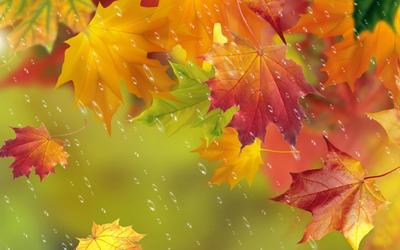 осенние листья под дождем на дорожке, осенний дождь, дождь, падение фон  картинки и Фото для бесплатной загрузки