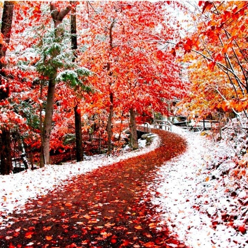 Картинки природа, зима, или, поздняя осень, лес, дорога, снег, первый снег  - обои 1920x1080, картинка №117767