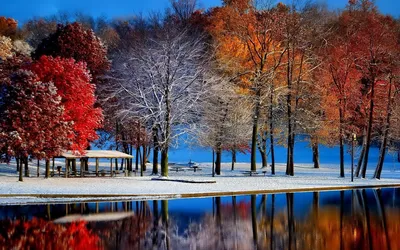 Дерево Осень Зима - Бесплатное фото на Pixabay - Pixabay