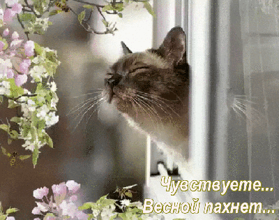 Запах Весны... | Кошки, Милые котики, Котята