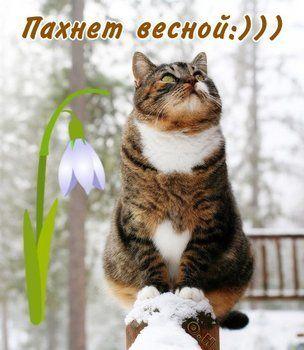 Открытка \"Пахнет весной:)))\" | Любители кошек, Объятия животных, Открытки