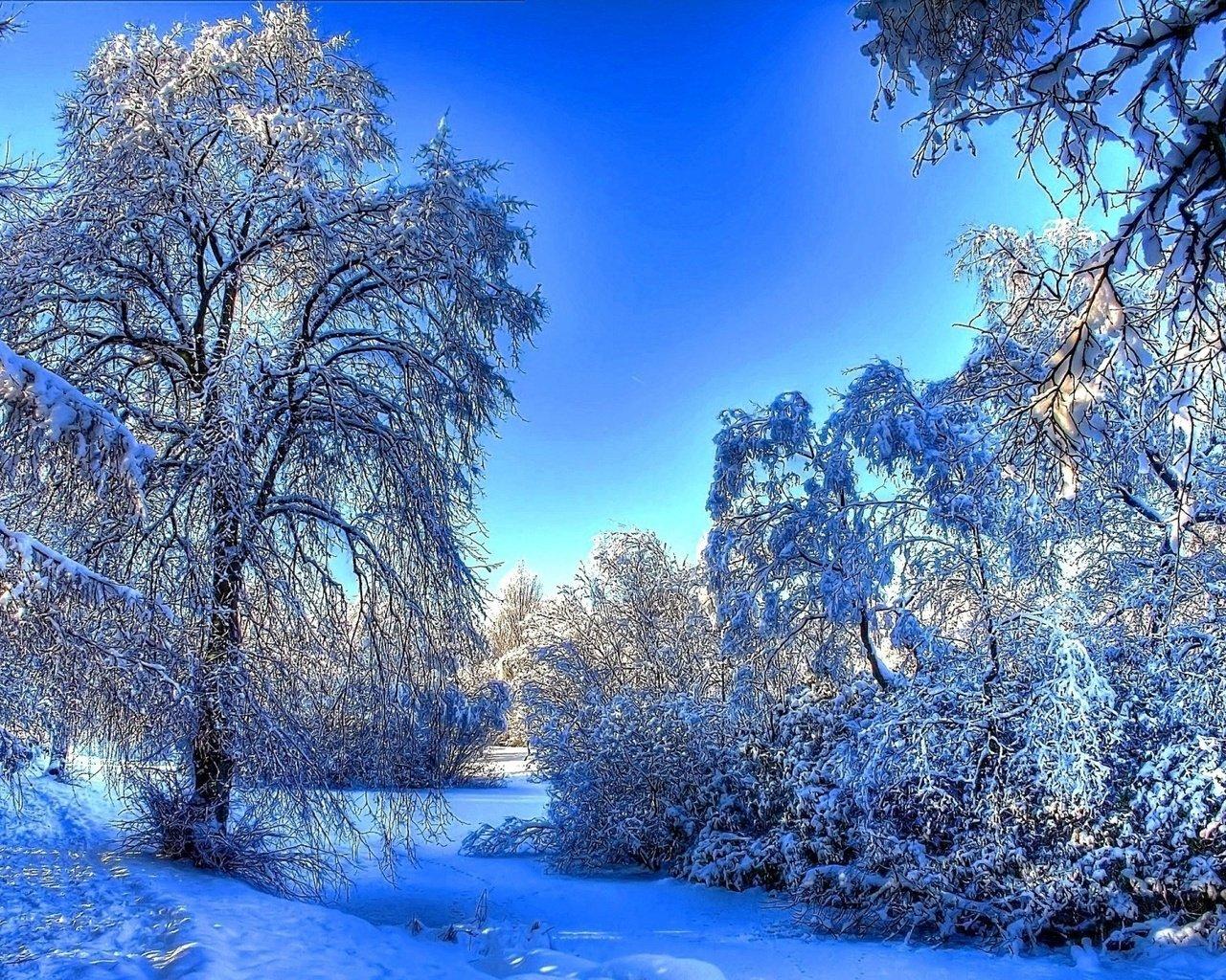Скачать обои деревья, снег, природа, зима, утро разрешение 1280x1024 #42197