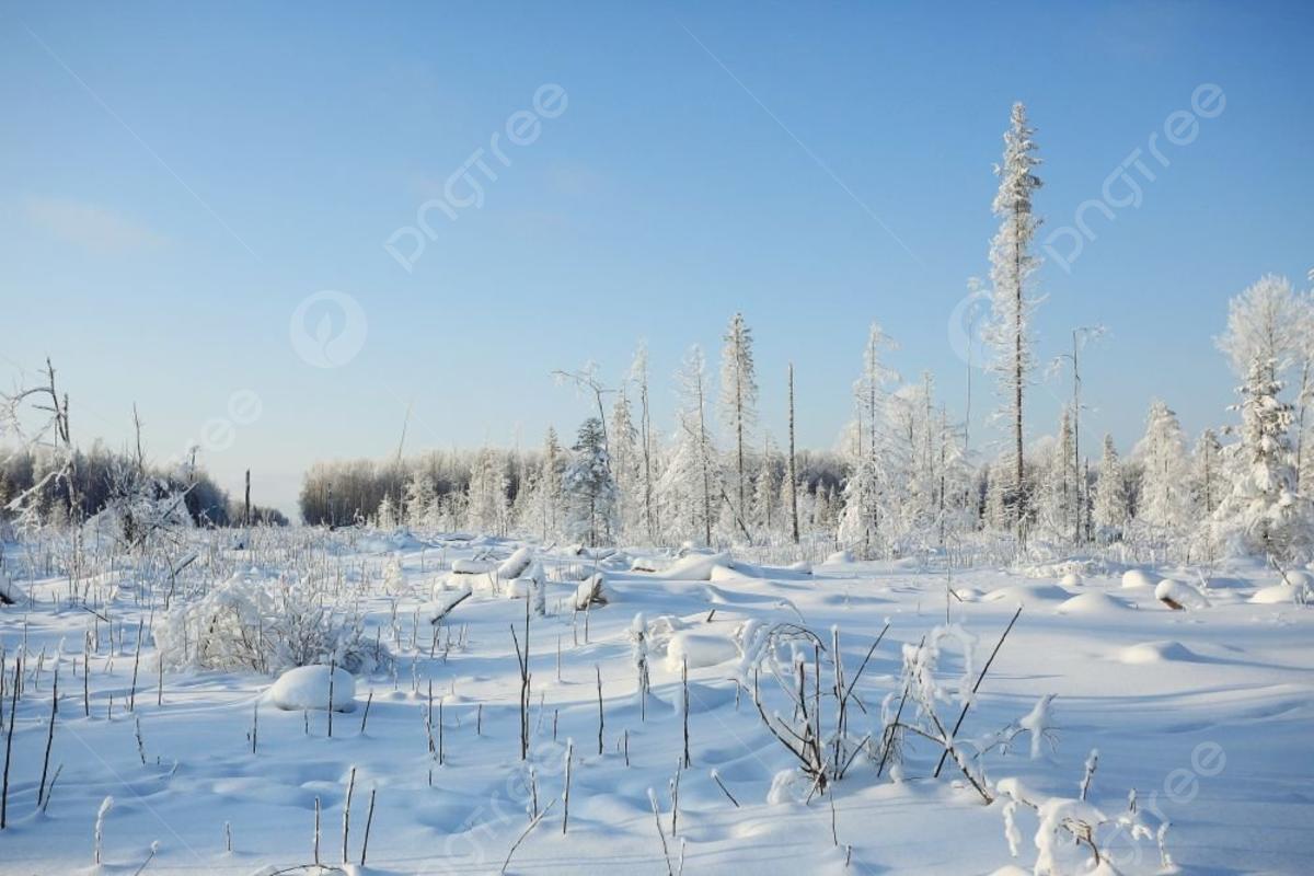 природа зимний пейзаж в ясный солнечный день Фото Фон И картинка для  бесплатной загрузки - Pngtree