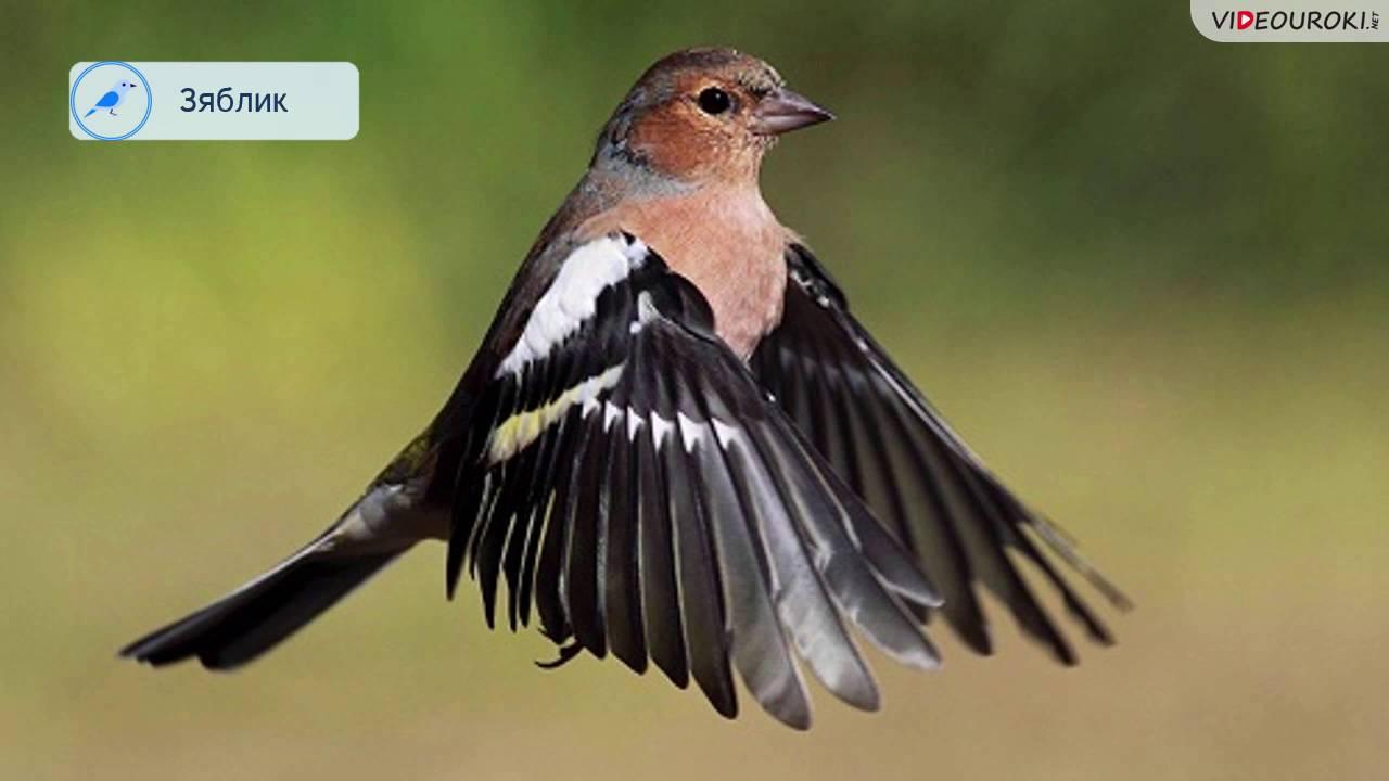Где зимуют и когда возвращаются перелётные птицы? | Инфографика |  Вопрос-Ответ | Аргументы и Факты
