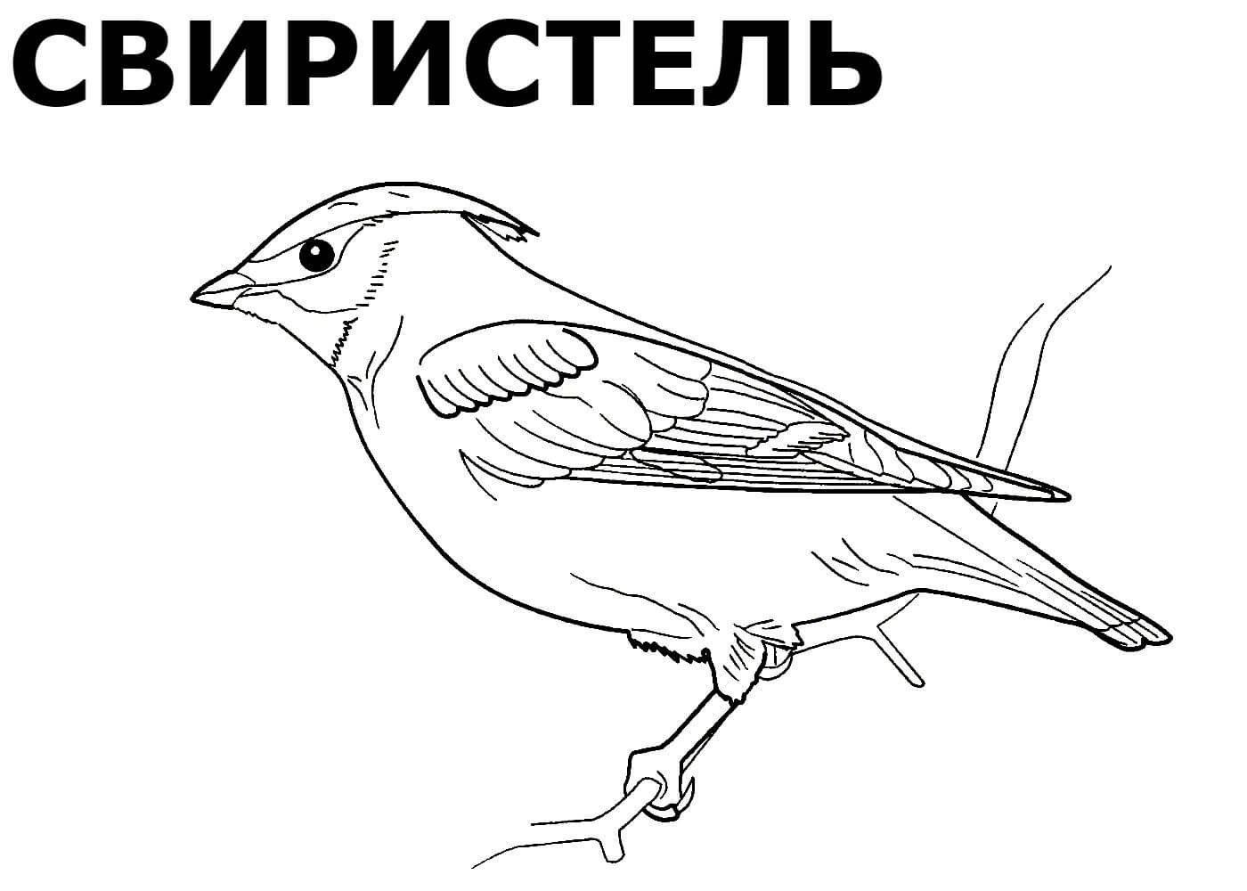 Плакат птицы перелетные птицы (49 фото) » Рисунки для срисовки и не только