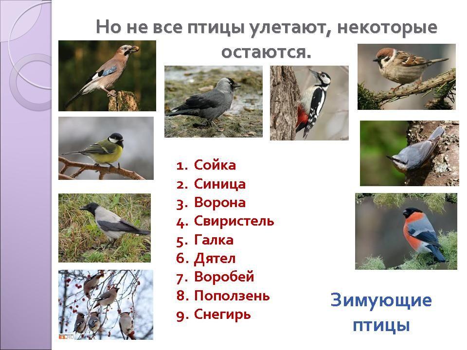 Развивающий набор «Перелётные и зимующие птицы» (комплект из 10 шт) —  купить в интернет-магазине по низкой цене на Яндекс Маркете