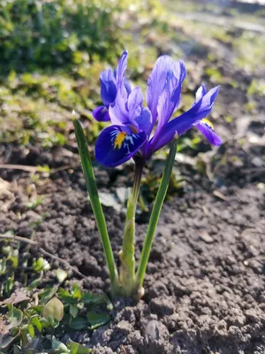 Первые весенние цветы 2022 | Пикабу