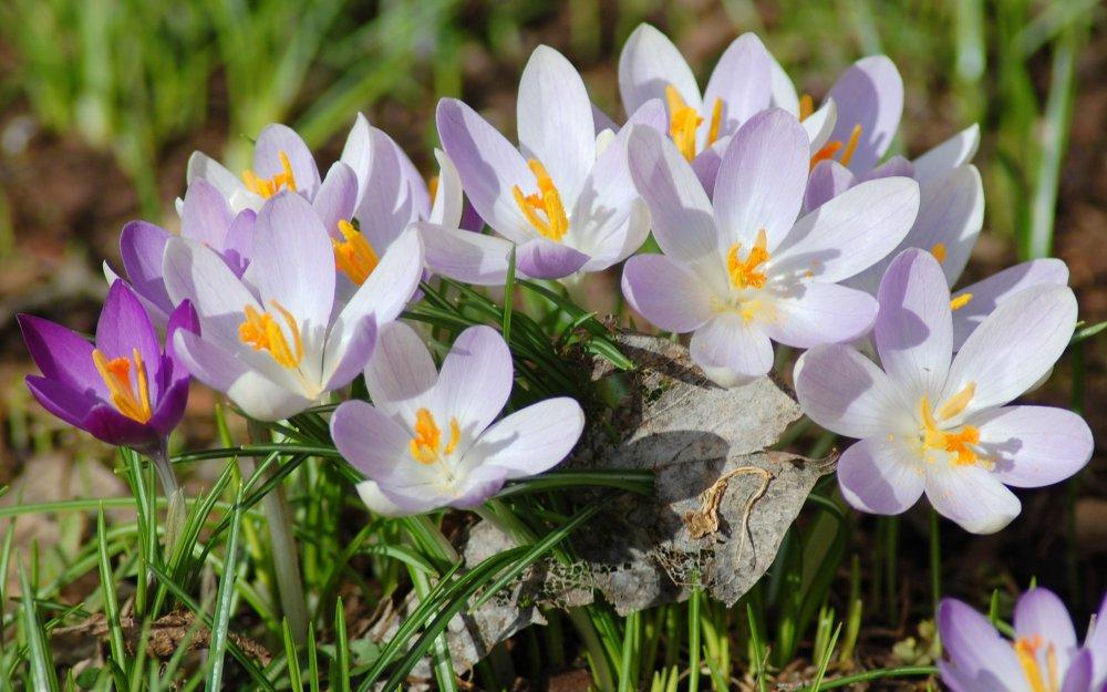 Картинки весна природа первоцветы (70 фото) » Картинки и статусы про  окружающий мир вокруг