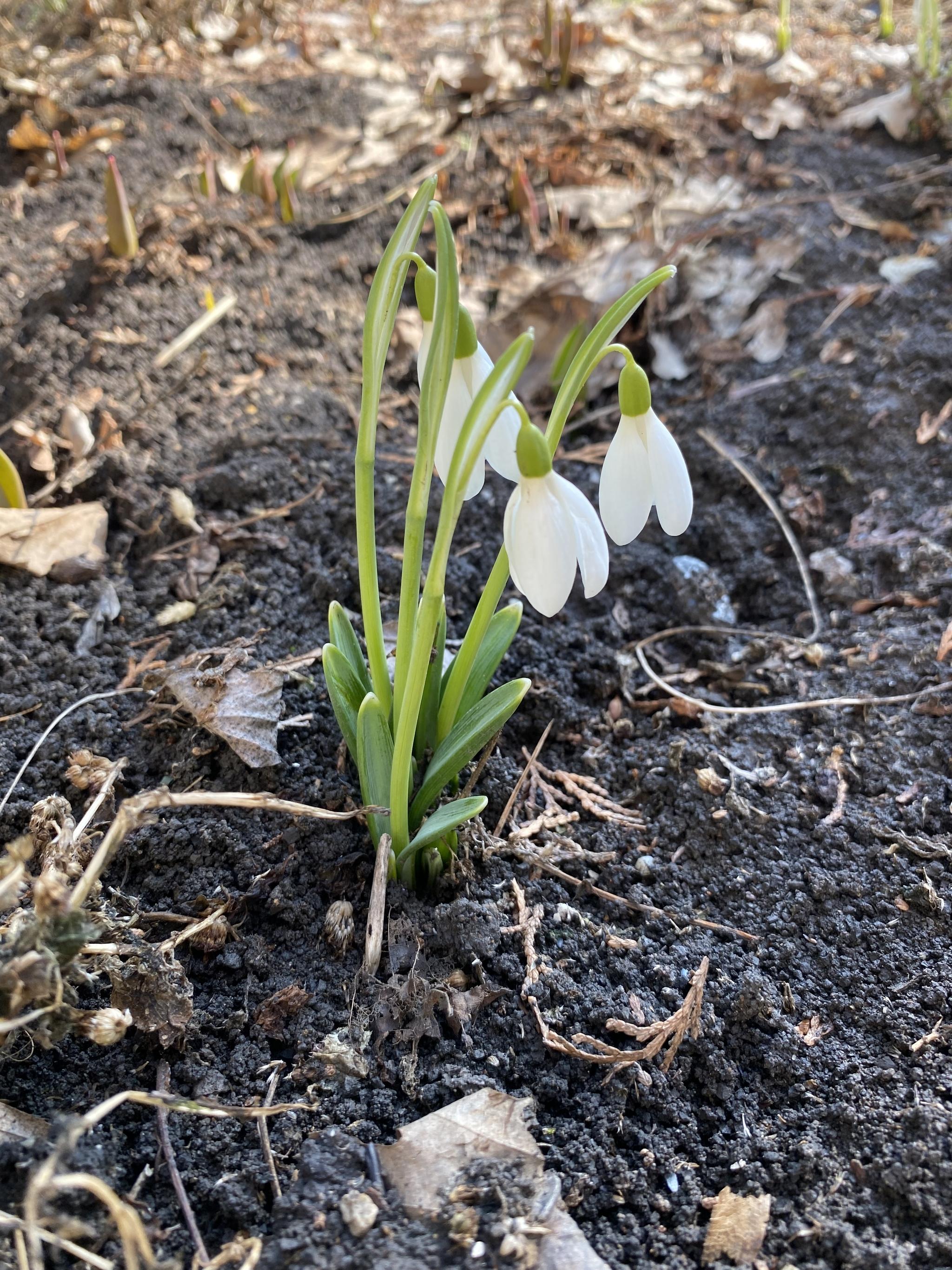 Это предвестники весны: в Сморгони распустились первоцветы | Сморгонь LIFE  | Дзен