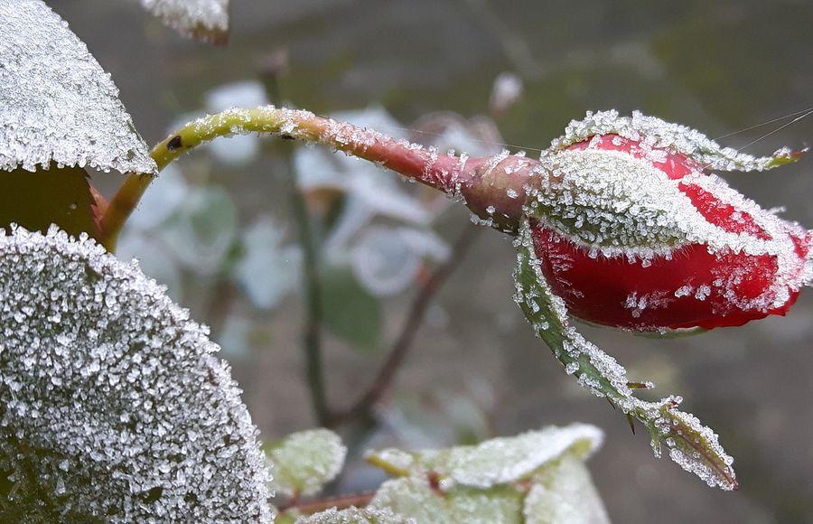 Первый снег засыпает сад, яблоки …» — создано в Шедевруме