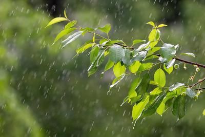 Дождь Погода Осадки Капли - Бесплатное фото на Pixabay - Pixabay